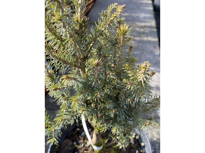Picea mariorica 'Kobold' - smrk