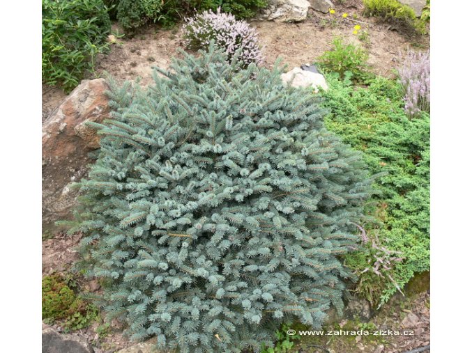 Picea mariorica 'Machala' - smrk