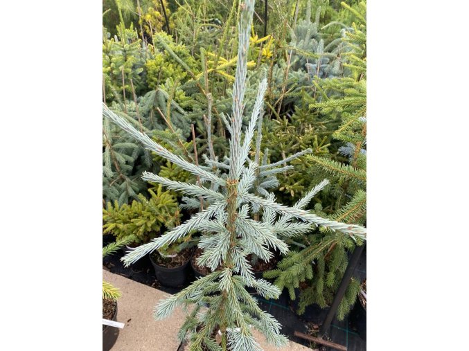 Picea obovata 'Xaverov' - smrk sibiřský
