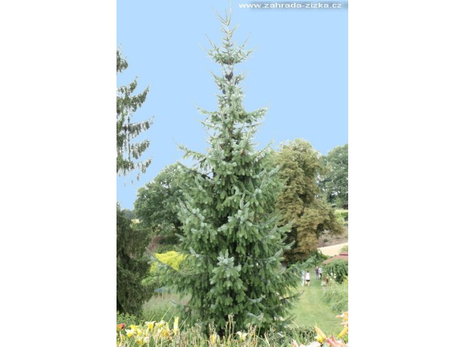 Picea omorika - smrk Pančičův