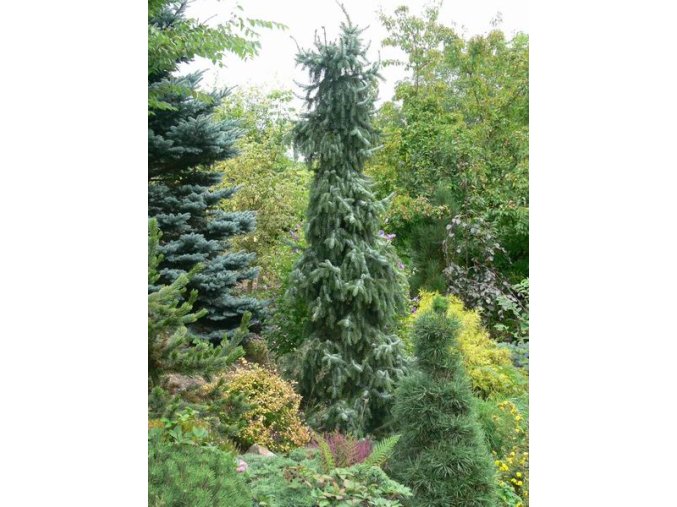 Picea omorika 'Pendula' - smrk Pančičův