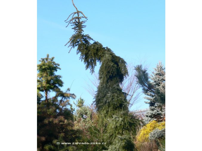 Picea omorika 'Pendula Bruns' - smrk Pančičův