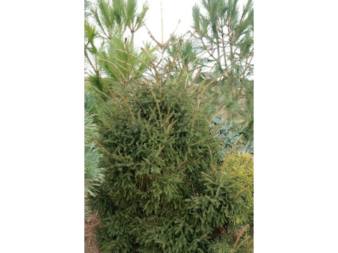 Picea orientalis - smrk východní