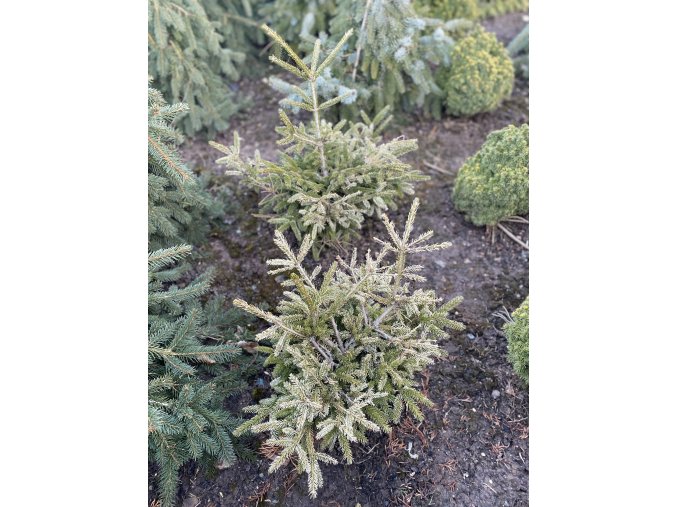 Picea orientalis 'Argentea' - smrk východní