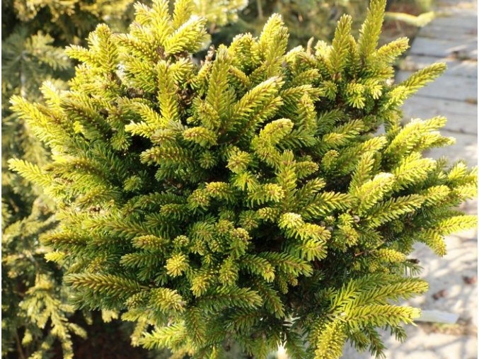 Picea orientalis 'Tom Thumb Gold' kmínek - smrk východní