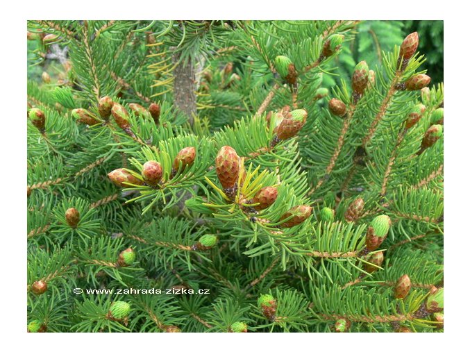 Picea polita - smrk lesklý
