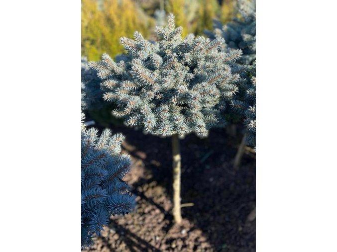 Picea pungens 'Blaue Kissen' kmínek - smrk pichlavý