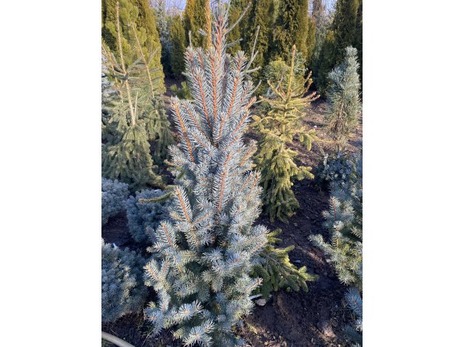 Picea pungens 'Blue Totem' - smrk pichlavý