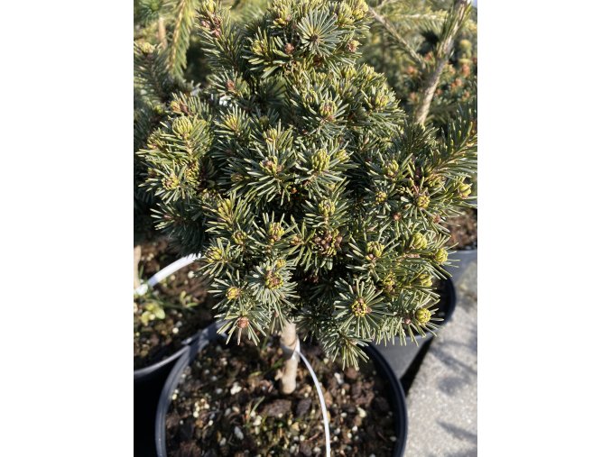 Picea pungens 'Cecilia' - smrk pichlavý