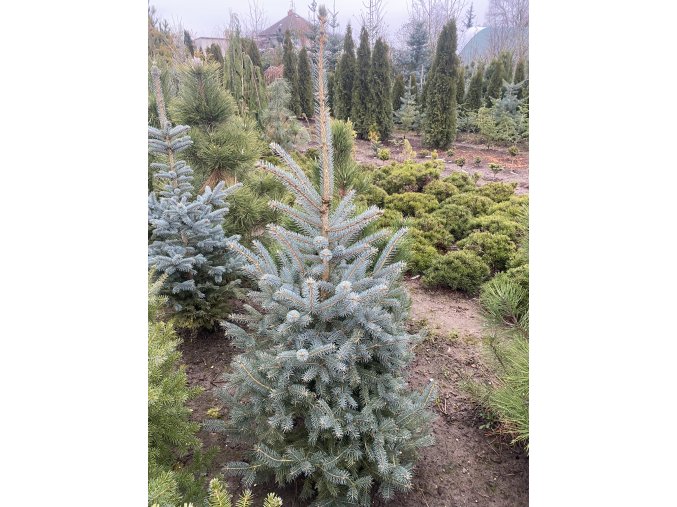Picea pungens 'Glauca' semenáč - smrk pichlavý