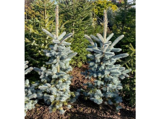 Picea pungens 'Hoopsii' balové - smrk pichlavý