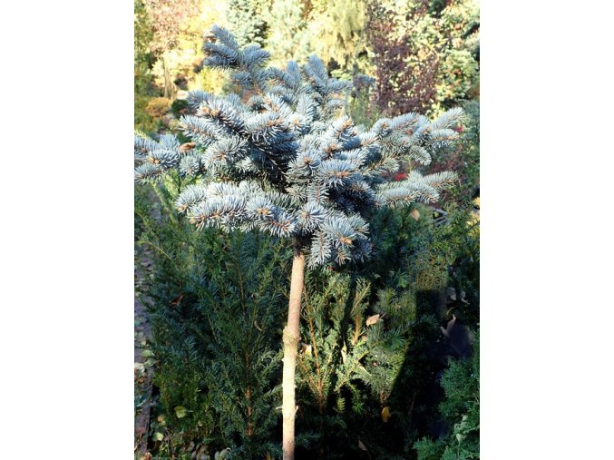 Picea pungens 'Jeddeloh' kmínek - smrk pichlavý