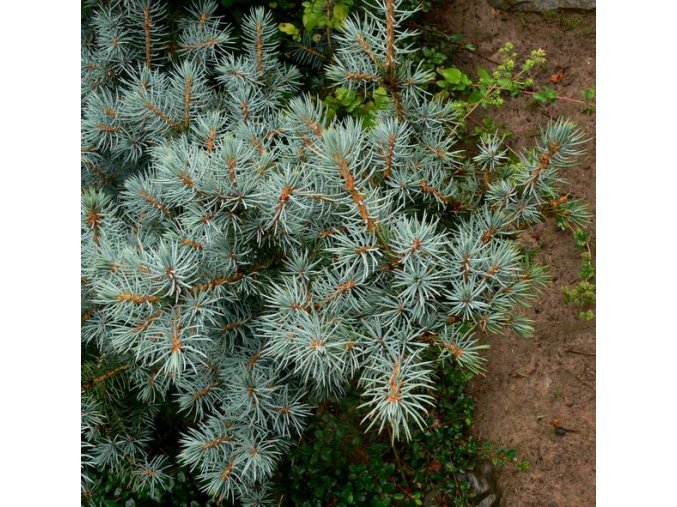 Picea pungens 'Mackii' - smrk pichlavý