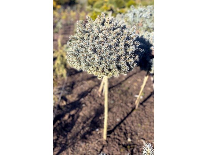 Picea pungens 'Pali' kmínek - smrk pichlavý