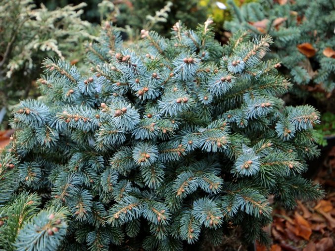 Picea sitchensis 'Silber Zwerg' - smrk sitka