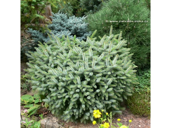 Picea sitchensis 'Tenas' - smrk sitka