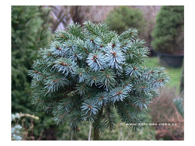 Picea sitchensis 'Wiesje' - smrk sitka