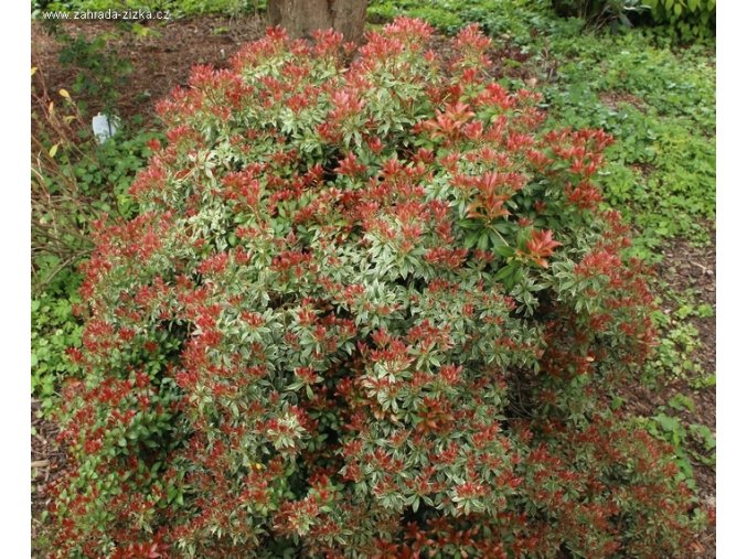 Pieris japonica 'Little Heath' - pieris japonský