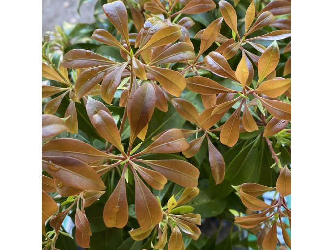 Pieris japonica 'Shojo' - pieris japonský