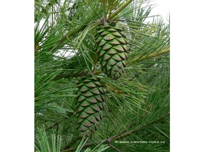 Pinus armandii - borovice Armandova