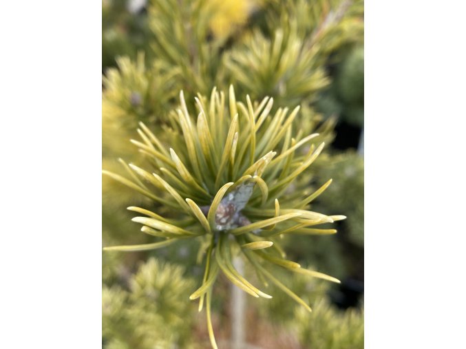 Pinus banksiana 'Bílá Vanc' - borovice banksova