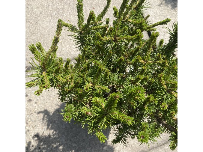 Pinus banksiana 'Stupka'