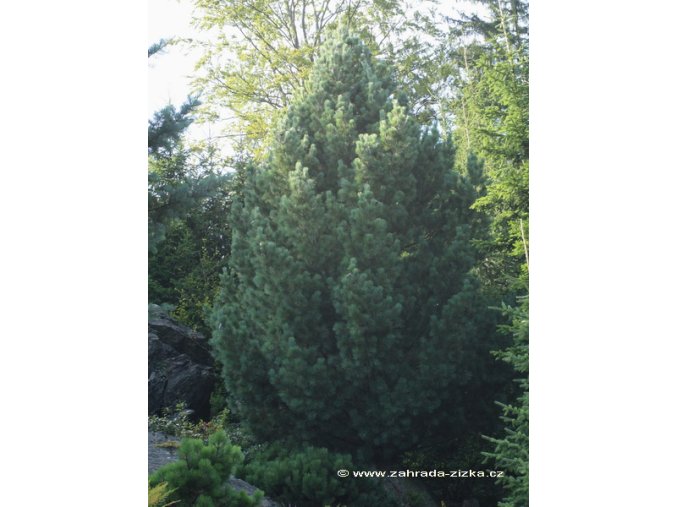 Pinus cembra - borovice limba