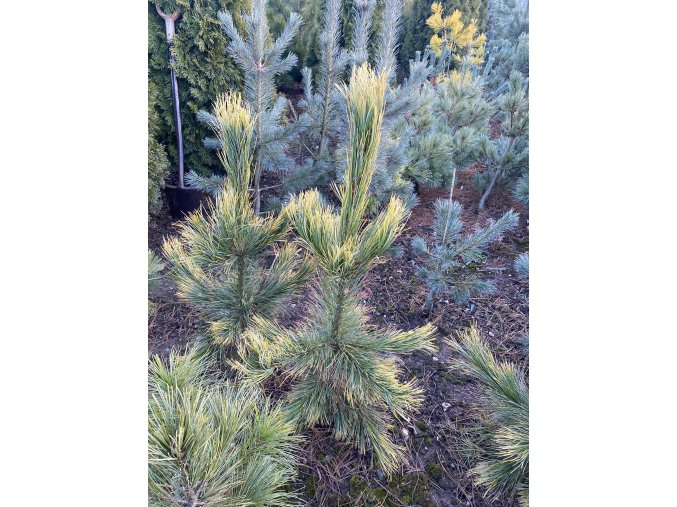Pinus cembra 'Aureovariegata' - borovice limba