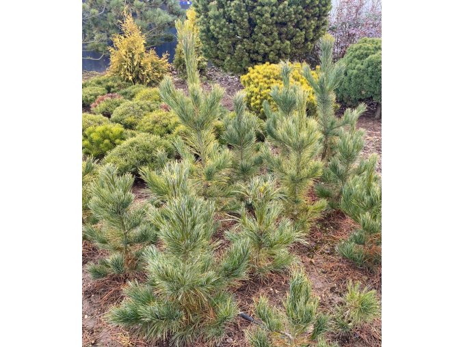 Pinus cembra balové - borovice limba
