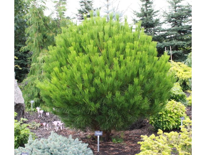 Pinus densiflora 'Globosa' - borovice hustokvětá