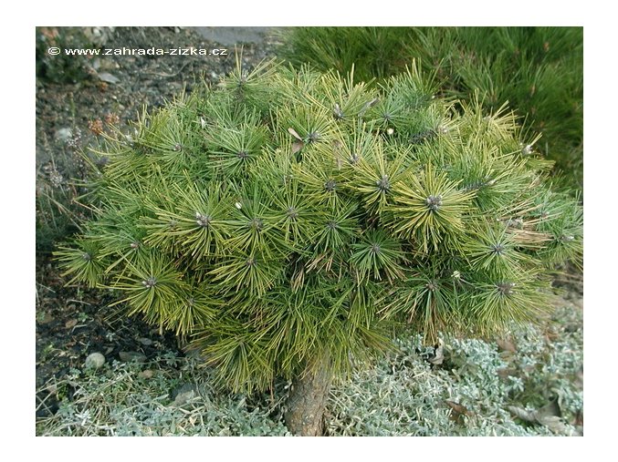 Pinus densiflora 'Jane Kluis' - borovice hustokvětá