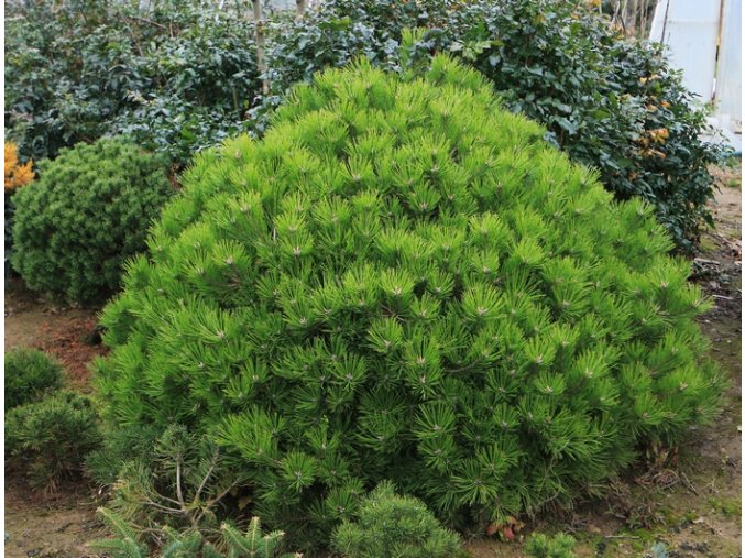 Pinus densiflora 'Low Glow' - borovice hustokvětá