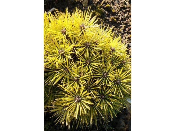 Pinus densiflora 'Meilands Compact' - borovice mnohokvětá