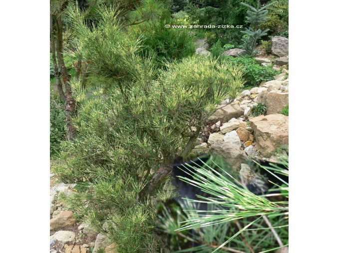 Pinus densiflora 'Oculus Draconis' - borovice hustokvětá