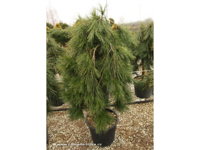 Pinus densiflora 'Pendula' - borovice hustokvětá