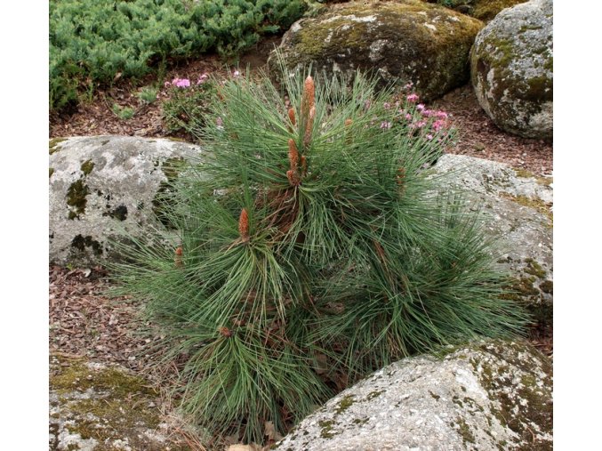 Pinus jeffreyi 'Joppi' - borovice Jeffreyova