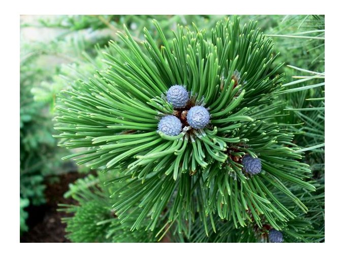Pinus leucodermis 'Compact Gem'