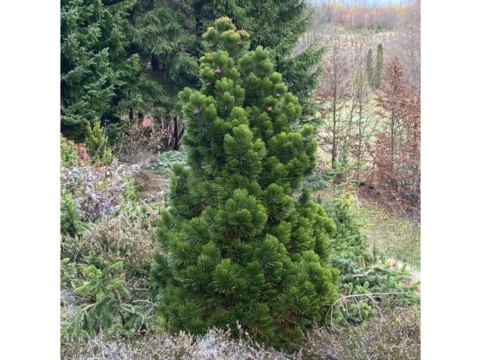 Pinus leucodermis 'Malinki' - borovice bělokorá