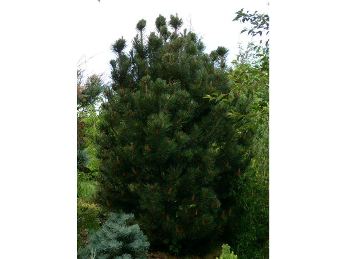 Pinus leucodermis 'Satelit' - borovice bělokorá