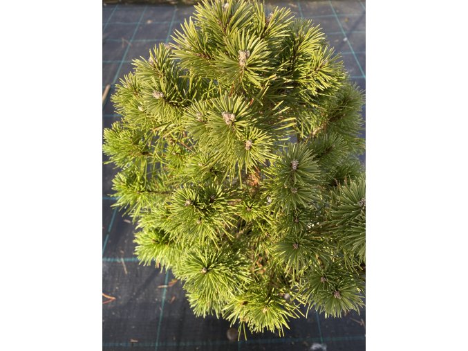 Pinus mugo 'Allgaeu' - borovice kleč