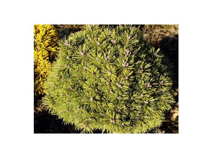Pinus mugo 'Boží Dar'