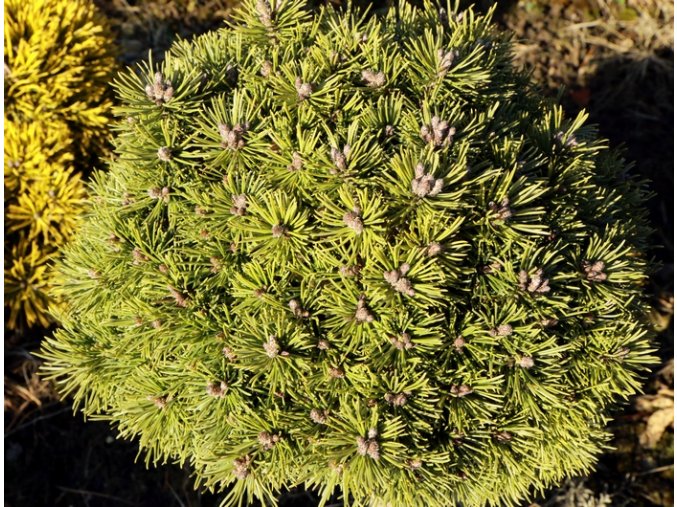 Pinus mugo 'Boží Dar' WB - borovice kleč