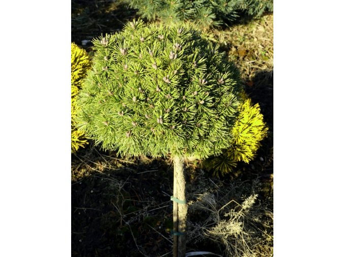 Pinus mugo 'Boží Dar' WB kmínek - Borovice kleč