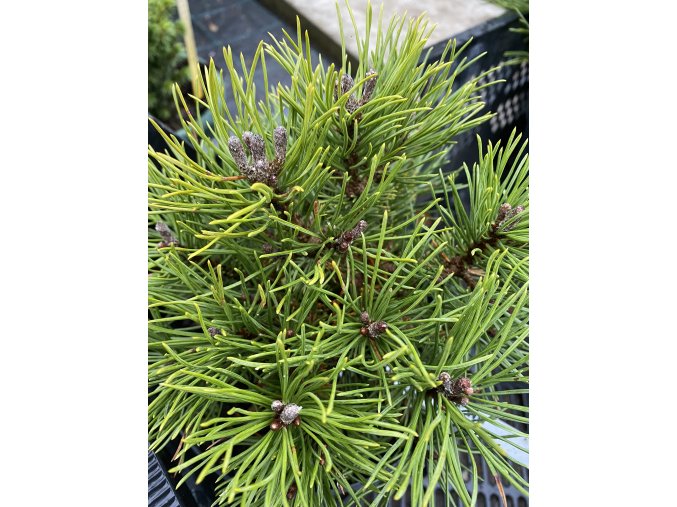 Pinus mugo 'Hvožďany' WB kmínek - borovice kleč