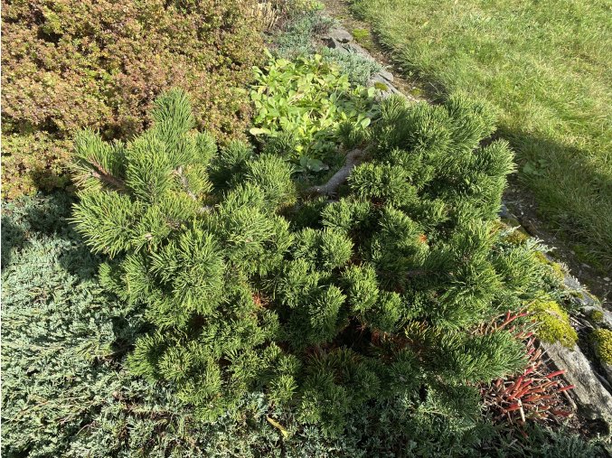 Pinus mugo 'Jakobsen' WB - borovice kleč