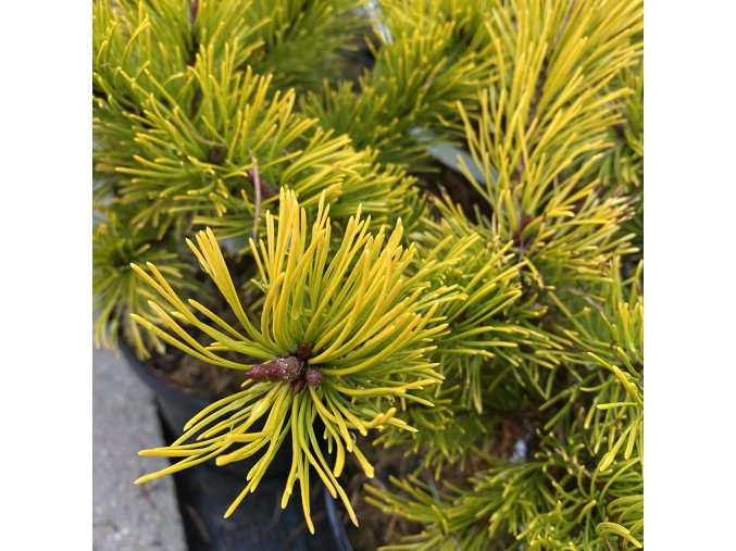 Pinus mugo 'Laarheide'