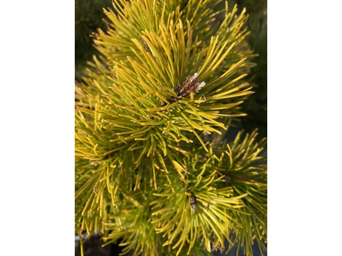 Pinus mugo 'Little Gold' - borovice kleč