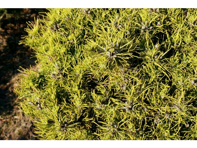 Pinus mugo 'Michal' - borovice kleč