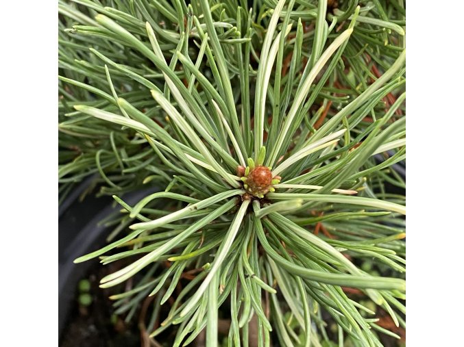 Pinus mugo 'Milky Way' - borovice kleč