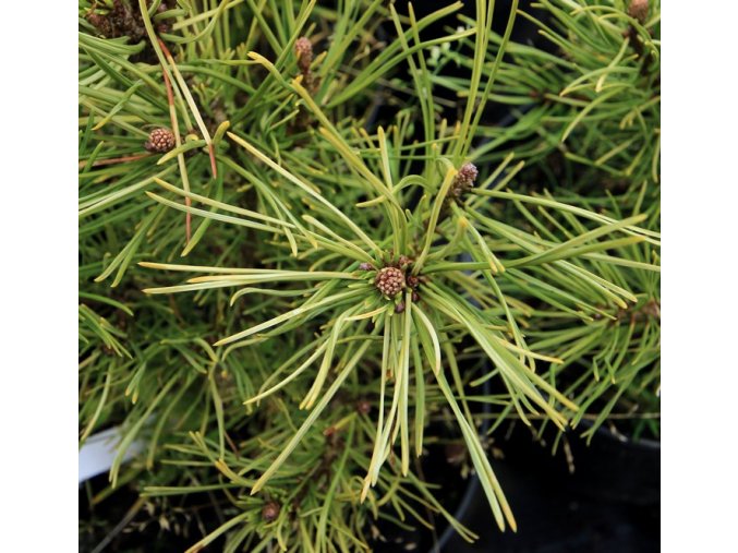 Pinus mugo 'Milky Way' - borovice kleč